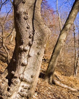 Weird Bumpy Tree