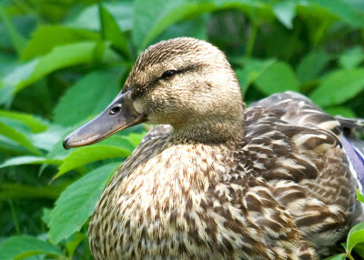 Duck_2_8429.jpg