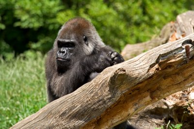 Gorilla_8505.jpg