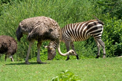 Ostrich_Zebra_8433.jpg