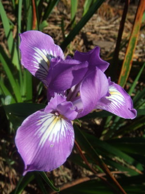 purple orchid.jpg