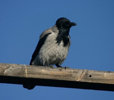 pied crow.jpg