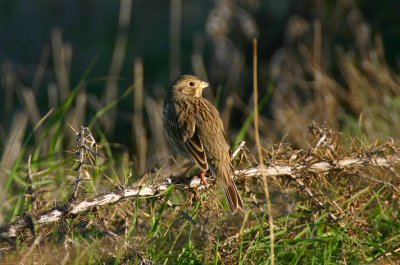 corn bunting.jpg