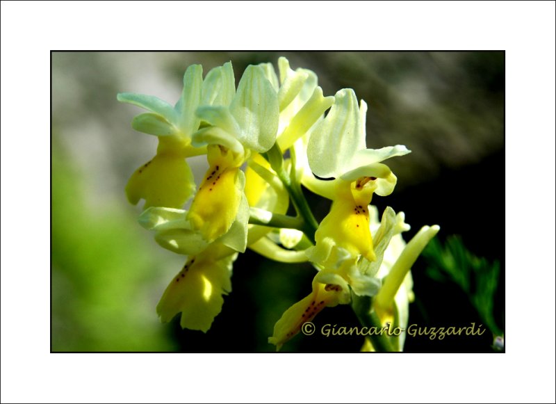 Orchis pauciflora