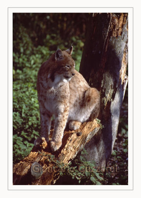 Linx - Lince europea (Lynx linx)