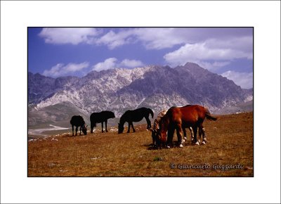 wild_horses
