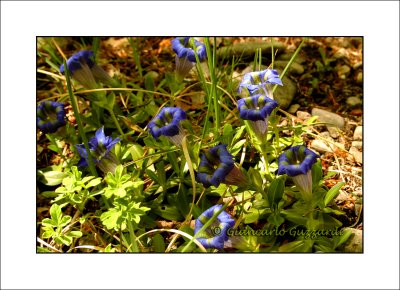 Gentiana dinarica