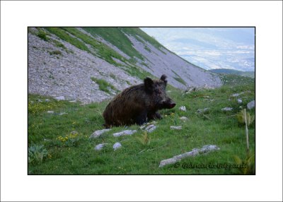 Wild boar - Cinghiale (Sus scrofa)