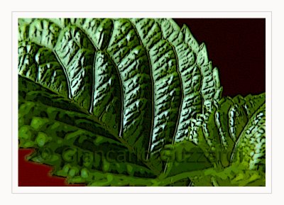 vegetable lines