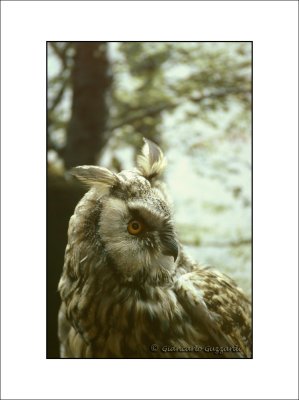 Eurasian eagle owl - Gufo reale (Bubo bubo)