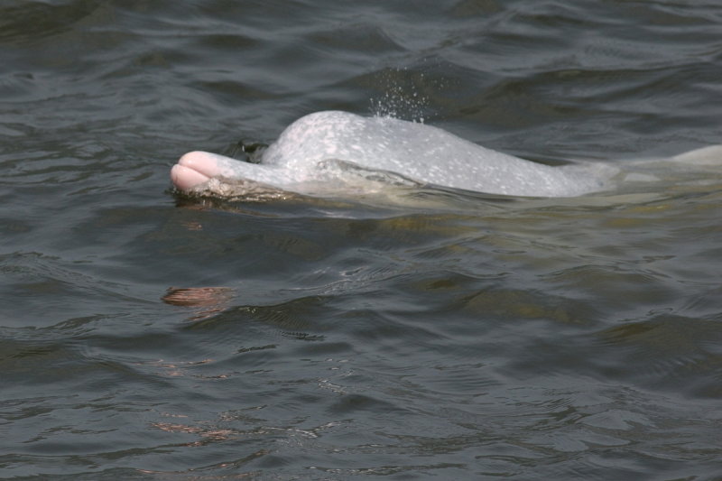 dolphin17709.jpg
