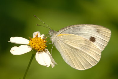 g6/81/77381/3/78412501.dEpULIpV.jpg
