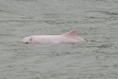 Dolphin Watch at Tai O and Soko Islands on 13th May 2007