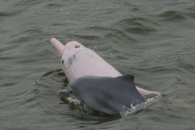 dolphin17628.jpg