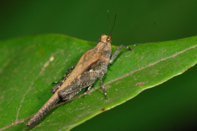 Insects Photography at Wu Kau Tang and Luk Keng