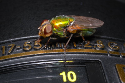 Insects, Spiders and Plants