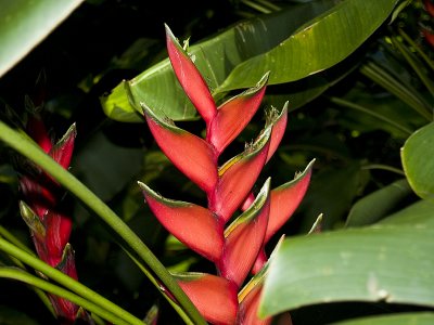 Wahiawa Botanical Garden