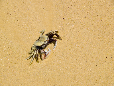 Lanikai Beach crab