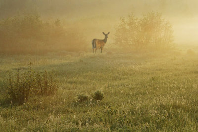 Early Morning Stirrings