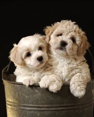 Bucket Of Love