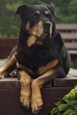 Roxy