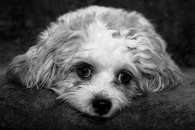 Daisy
