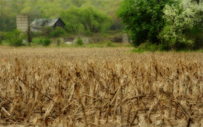 Harvest Dreams