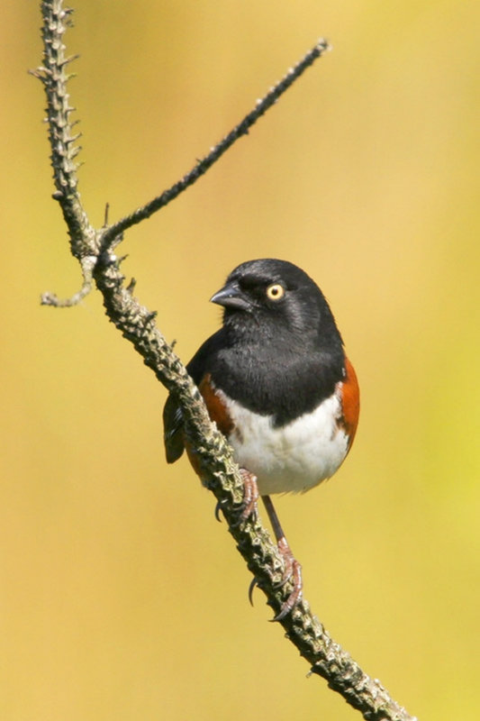 Eastern Towhee