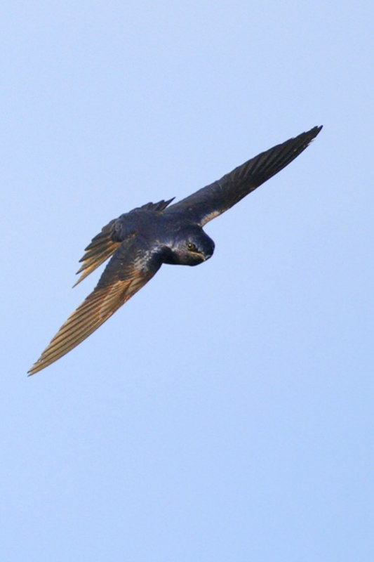 Purple Martin