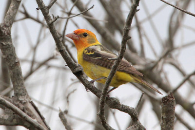 Western Tanager