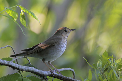 Swainson's Thrush