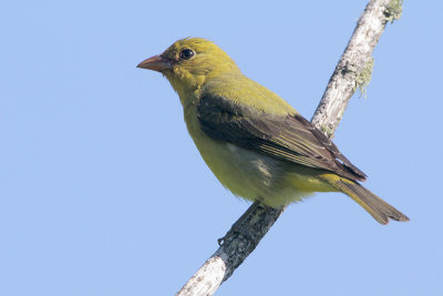 Scarlet Tanager