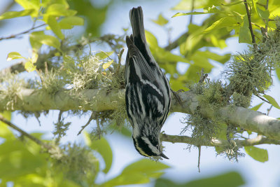 Black-and-white Warbler