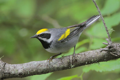 Golden-winged Warbler