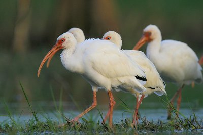 White Ibis