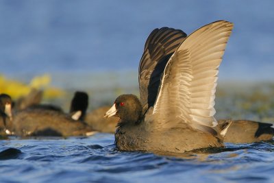 American Coot