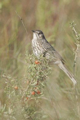 Sage Thrasher