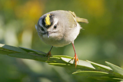 Golden-crowned Kinglet