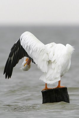 American White Pelican