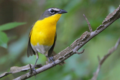 Yellow-breasted Chat