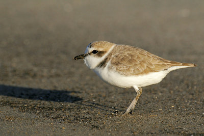 Snowy Plover w/Mosquito