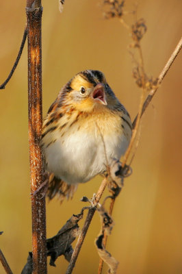 LeConte's Sparrow