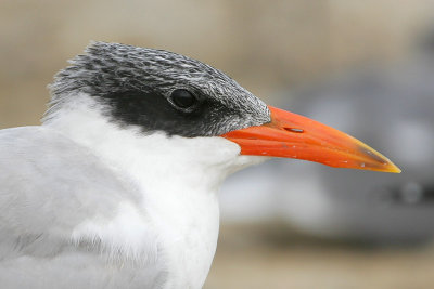 Caspian Tern