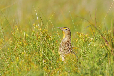 Eastern Meadowlark