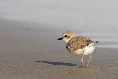 Snowy Plover