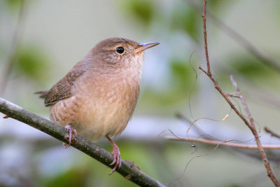 House Wren