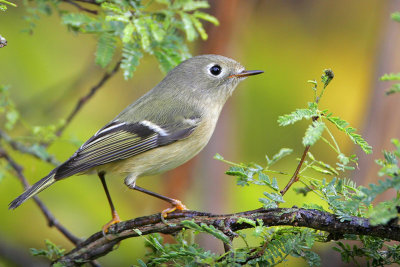 Ruby-crowned Kinglet