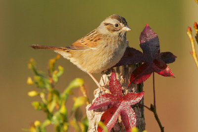 Swamp Sparrow