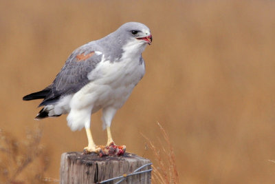 White-tailed Hawk