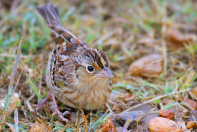 Grasshopper Sparrow